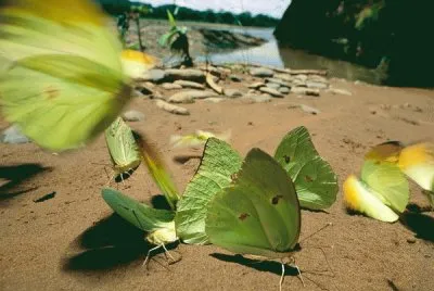 mariposas