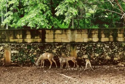 Animales de Yucatan