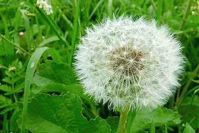 Dandelion