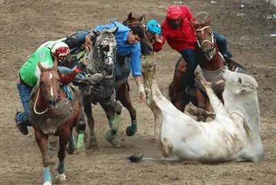 toros coleados