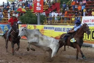 coleo teros