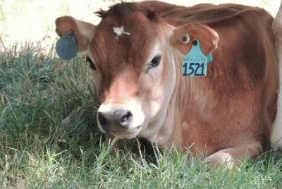 Calf