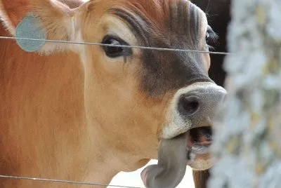 Calf