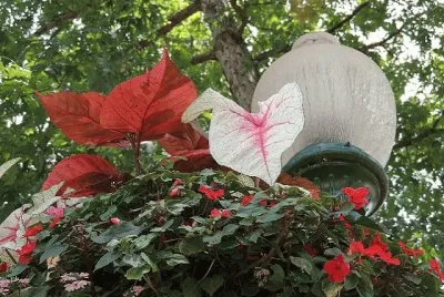 Flowers