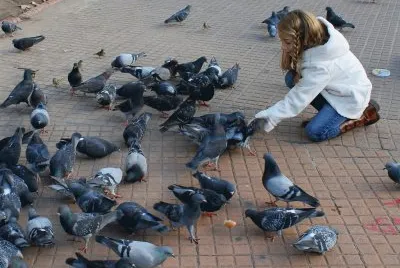 alimentando palomas