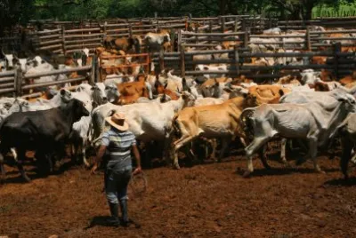 toros