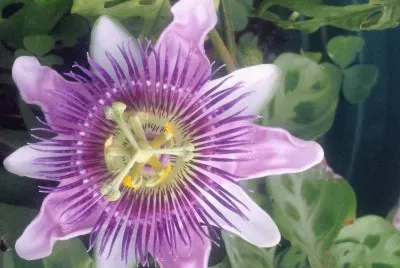 flor