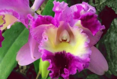 Orquidea, flor nacional