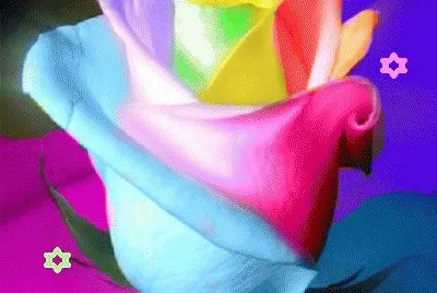 lily6
