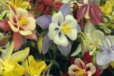 91 jigsaw puzzle