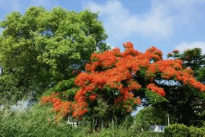é³³å‡°èŠ±