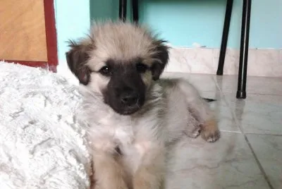 Tobi 1