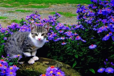 gato