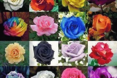 פאזל של rosas