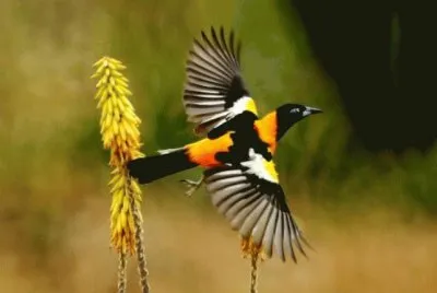 llanos-venezolanos-arrendajo-volando