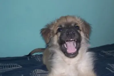Tobi 3