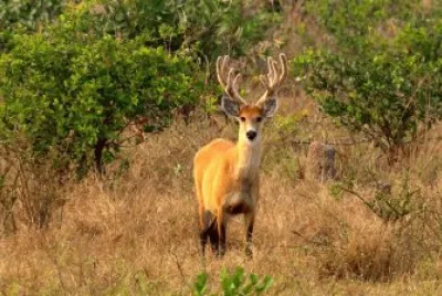 פאזל של Cervo do Pantanal