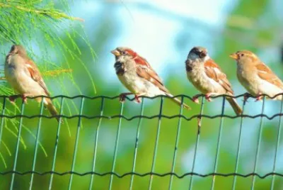 פאזל של Pássaros na cerca