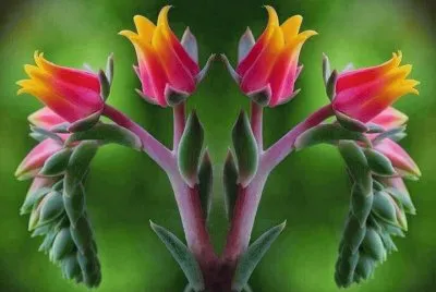 flor