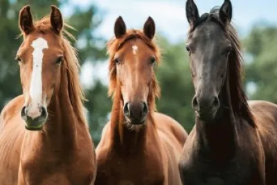 Cavalos 51
