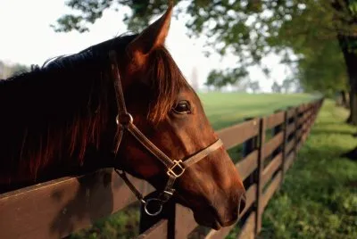 Cavalos 52