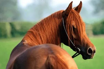 Cavalos 54
