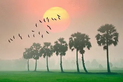 Landscape, Cambodia