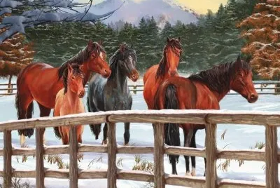 cavalos