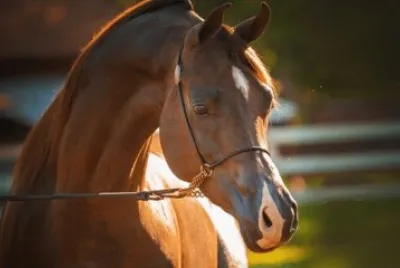 Cavalos 55