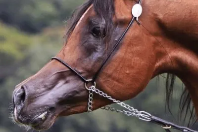 Cavalos 56