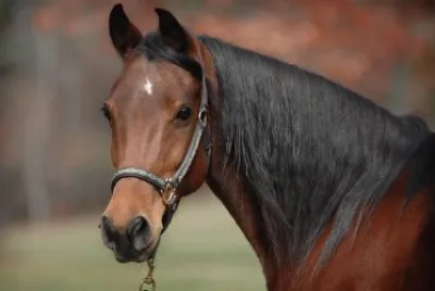 Cavalos 57