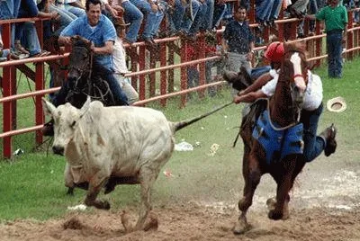 coleo