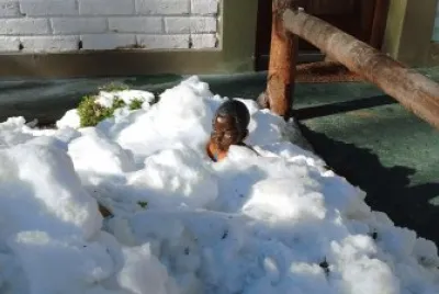 nieve