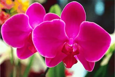 flower