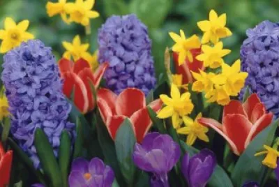 Beautiful Garden of Vibrant Flowers