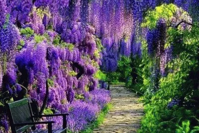 Garden Path Under Purple Wisteria