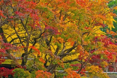arvore jigsaw puzzle