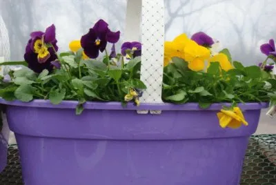 Pretty Purple Pansy Basket