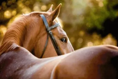 Cavalos 59