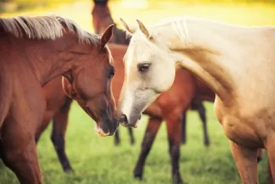 Cavalos 60