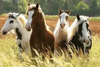 Cavalos 61