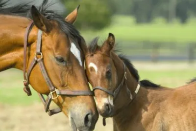Cavalos 62