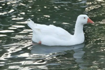 Duck Quack!