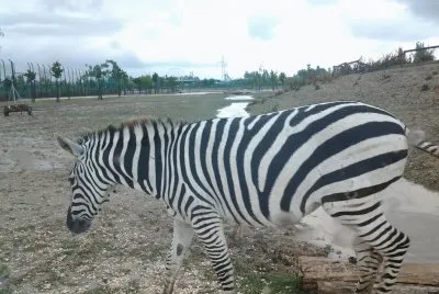 Zebra al pascolo