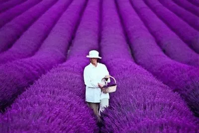 Woman in Beautiful Purple Field