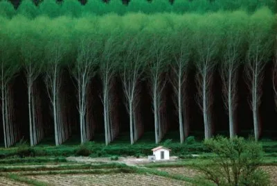 bosque