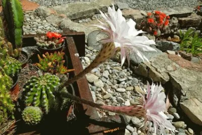 naturaleza