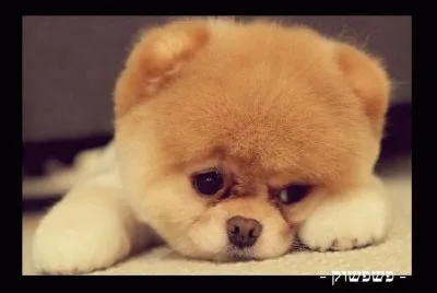 ×“×•×‘×™