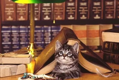 Gatos 1