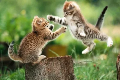 Animales